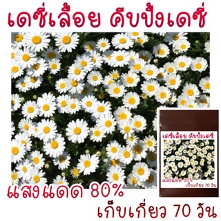 100 เมล็ด เมล็ดพันธุ์ daisy เลื้อย (เดซี่เลื้อย)