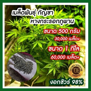 เมล็ดพันธุ์ กัญชา หางกระรอกภูพาน บรรจุ 500 กรัม และ 1 กิโลกรัม