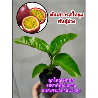 💥💥ต้นกล้าเสารสพันธุ์สีม่วง เพาะเมล็ด​รับ2ต้น99บาท