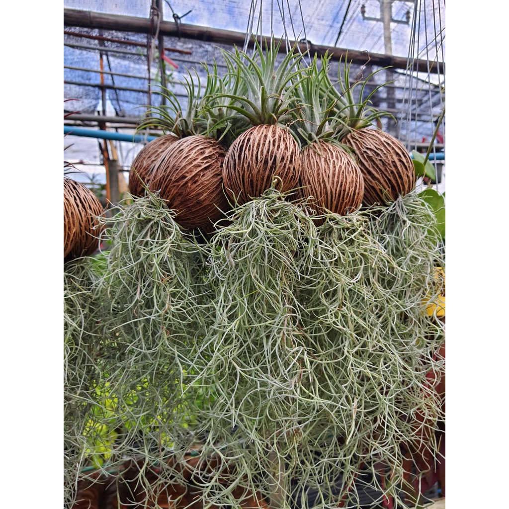 tillandsia-usneoides-เคราฤษี-ลูกตีนเป็ด-สัปรดสี-สัปปะรดสี-ใส่ลูกตีนเป็ด-ใส่เคราฤาษี-1มั