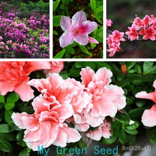 （เมล็ดพันธุ์ ถูก คละ）50แคปซูล / ถุง โรโดเดนดรอน Rhododendron seeds สามารถปลูกได้ทั่วประเทศไทย ต้นไม้ประดับ เมล็ดพ WDQZ