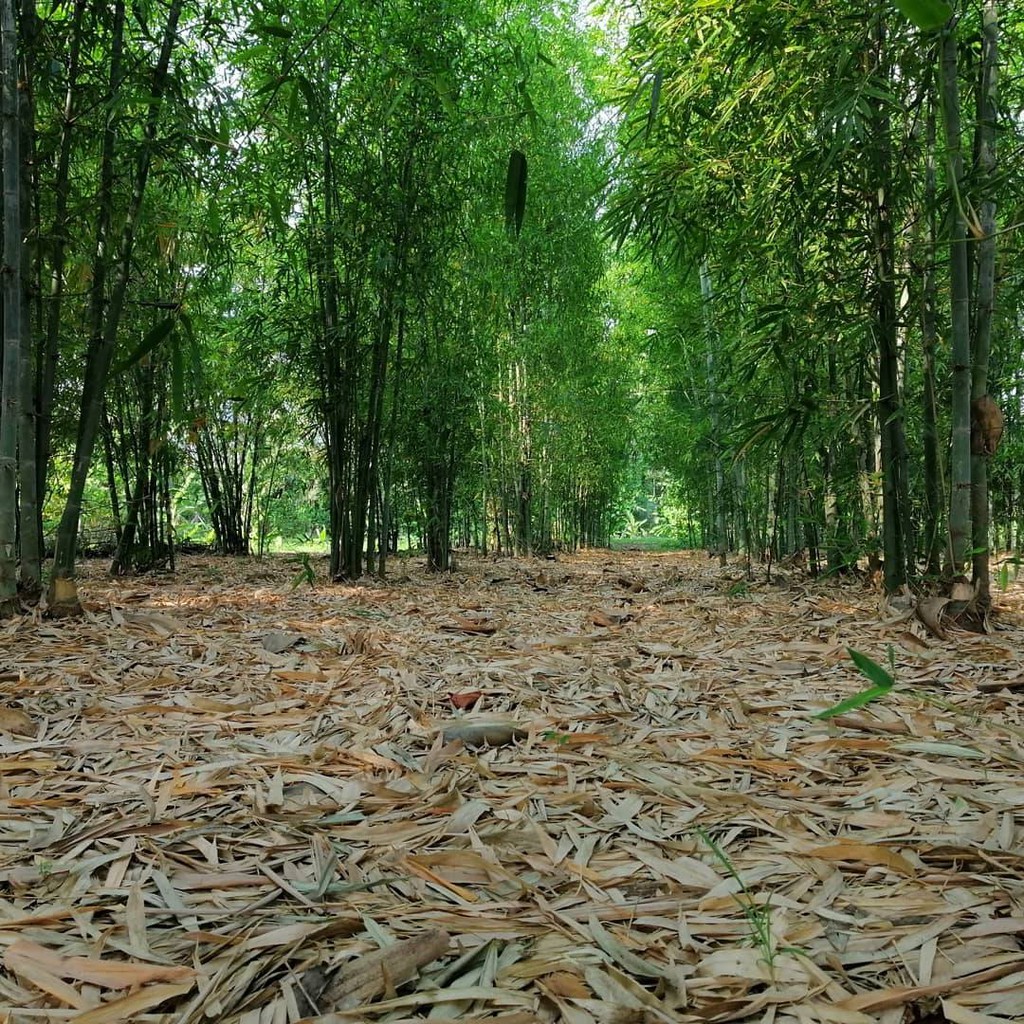 ผงถ่านไม้ไผ่-แท้-80-กรัม-chacoal-bamboo-chacoal-powder-ผงถ่านไม้ไผ่ทำสบู่-ผงทำสบู่-ทำเครื่องสำอางค์-ผงไม้ไผ่ดูดสารพิษ