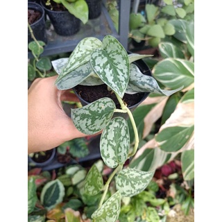 scindapsus silver lady พลูหัวใจแนบ ซิลเวอร์เลดี้