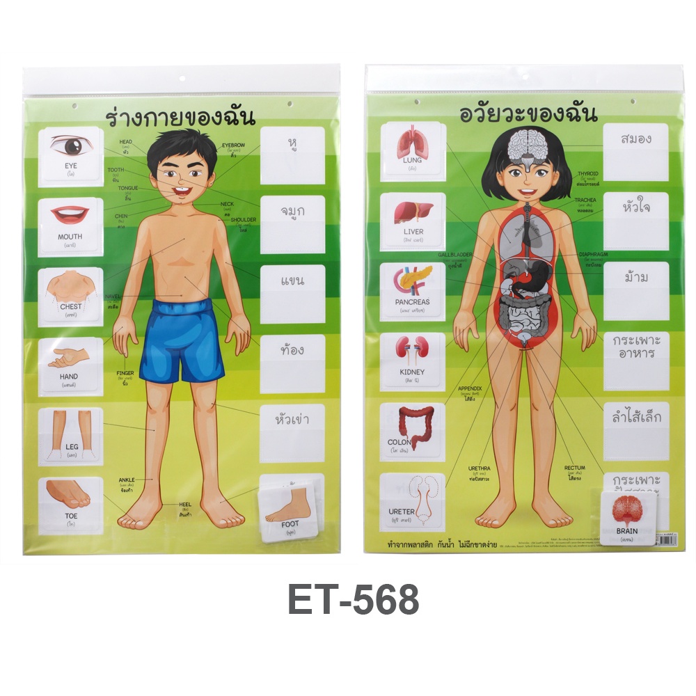 สื่อการสอน ร่างกายของฉัน &อวัยวะภายใน และอวัยวะภายนอก #ET-568 | Shopee ...
