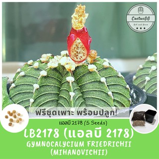 ฟรีชุดเพาะ + เมล็ดพันธุ์ LB2178 (5 เมล็ด) Gymnocalycium Friedrichii (mihanovichii)