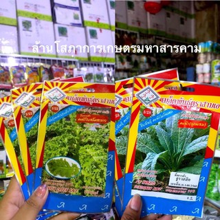 ขายส่ง12฿ คะน้าเคล Kale ผักเคล คะน้าใบหยิก (Curly Green Kale)​ นิวซีแลนด์ 1100 เมล็ด คะน้าไดโนเคล คะน้า(ลูกพนม)