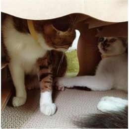 บ้านแมว-ที่นอนแมว-ฝนเล็บได้-ทำจากกระดาษอัด-2-ชั้น-สำหรับบ้านที่มีแมวเยอะ-สำหรับเล่นซ่อนแอบ