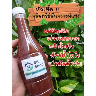 หัวเชื้อ จุลินทรีย์สังเคราะห์แสง🌱 ขวด 600 มิลลิลิตร คุณภาพสูง เร่งราก ดอก ผล ดกเห็นผลจริง สูตรเข้มข้น 100%🌱 ปุ๋ย