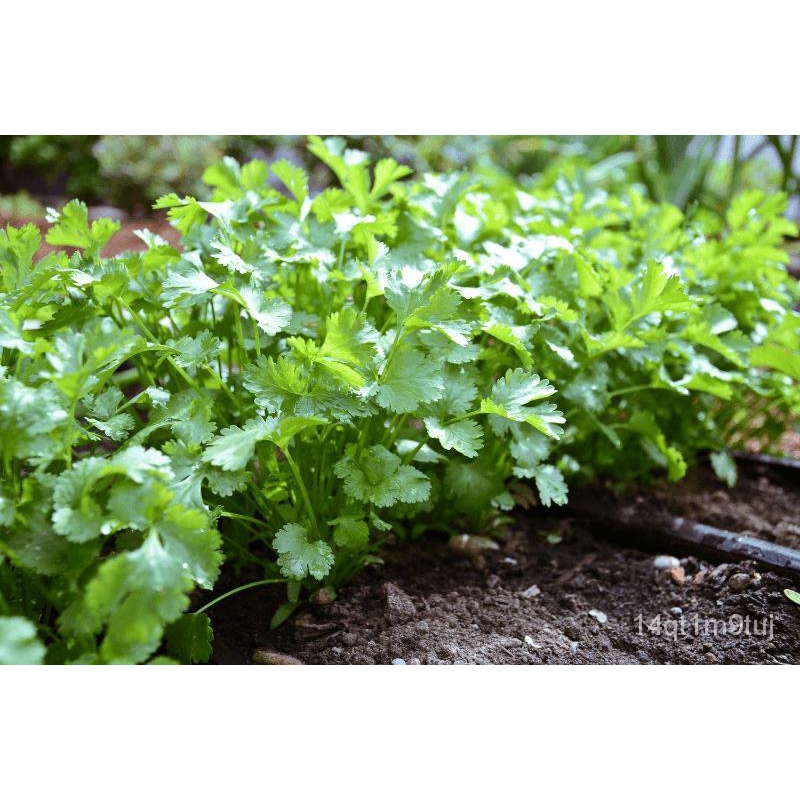 coriander-cilantro-wansoy-herbs-seeds-185-seeds-กางเกง-สวน-หมวก-ผักชี-แอปเปิ้ล-ผู้ชาย-ผักกาดหอม-เด็ก-บ้านและสวน