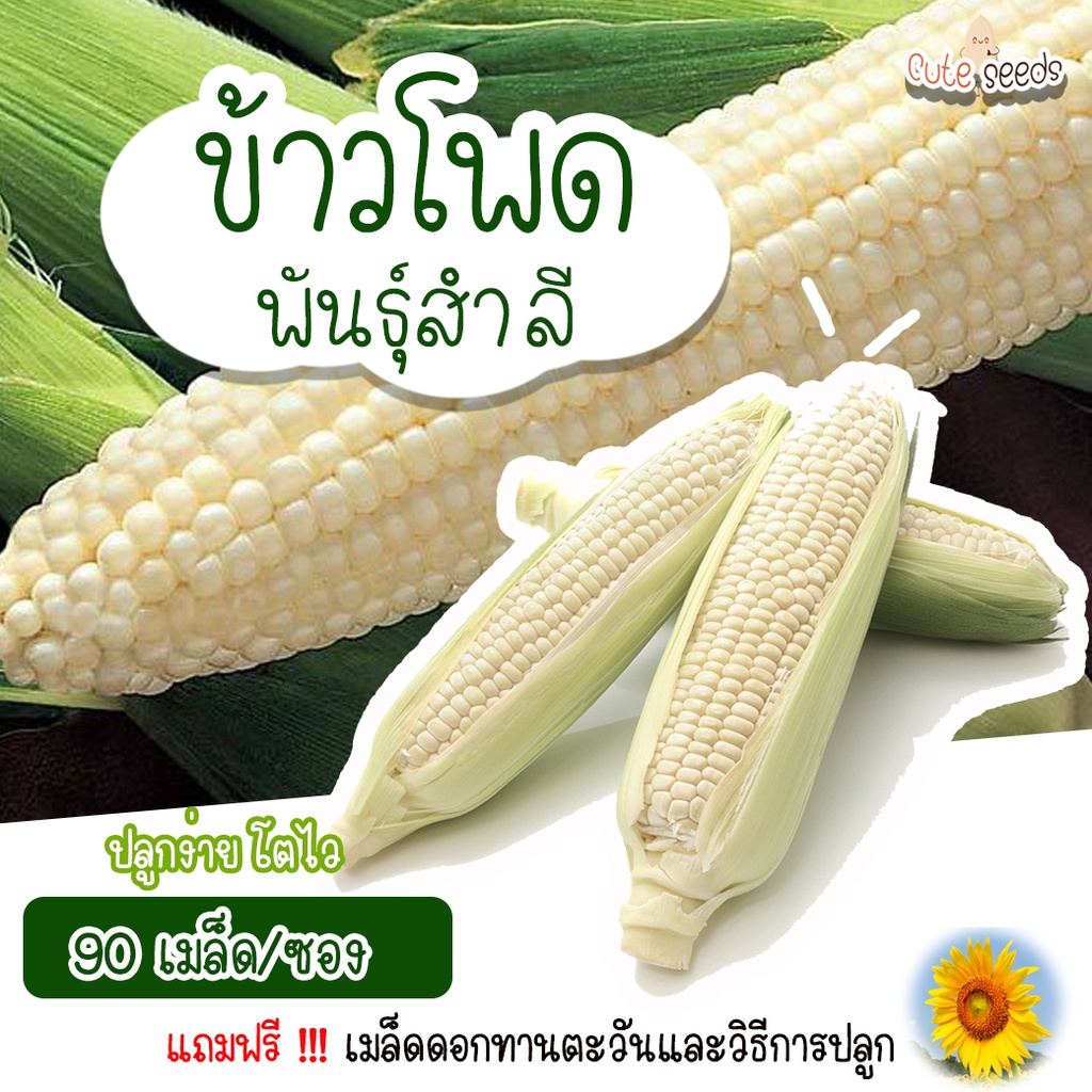 เมล็ดพันธุ์ข้าวโพดสำลี-90-เมล็ด-อัตราการงอก95-ปลูกง่าย-โตไว-แถมฟรี-เมล็ดผักทุกออเดอร์