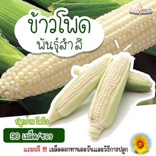 เมล็ดพันธุ์ข้าวโพดสำลี 90 เมล็ด อัตราการงอก95% ปลูกง่าย โตไว (แถมฟรี เมล็ดผักทุกออเดอร์)