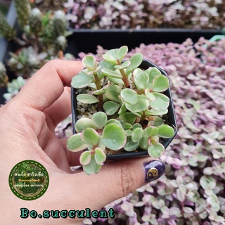 ปะการังด่าง Portulacaria afra กระถาง2นิ้ว ประการังด่าง Succulent ไม้อวบน้ำ แคคตัส Cactus