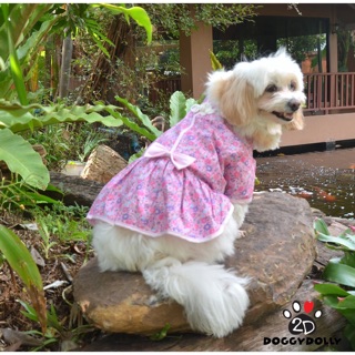 Pet cloths -Doggydolly  เสื้อผ้าแฟชั่น เสื้อผ้าสัตว์เลี้ยง หมาอวบ Fatdog  ชุดกระโปรงจุด ชุดจีน FP-D480