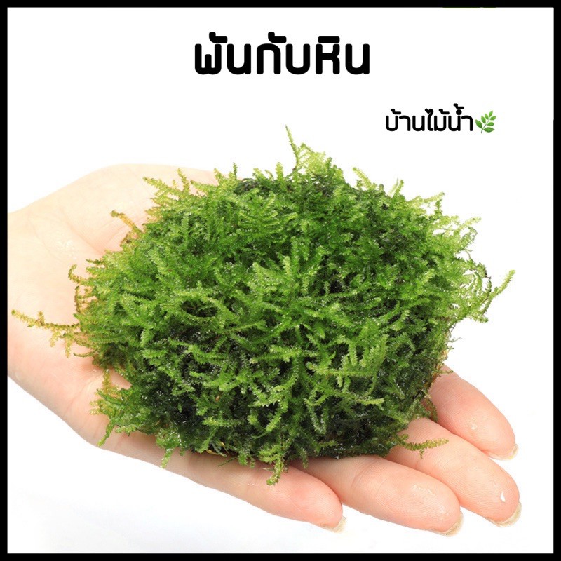 เอ็นใสพันมอส-เอ็นพันมอส-เอ็นพันหิน-หรือขอนไม้-ขนาด-0-2-mm-ความยาวรวม-180-m-บ้านไม้น้ำ