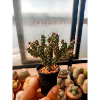 สินค้า 💥35 บาท💥หนามดูด Cylindropuntia fulgida  กระบองเพรช