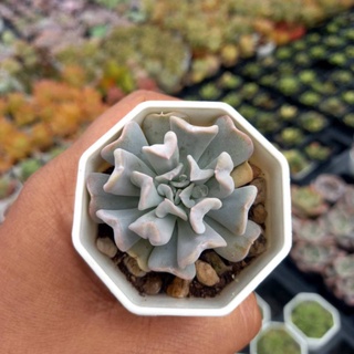 (ลดเพิ่ม 50% สูงสุด 100 ใส่โค้ด INCLV33) กุหลาบหิน/Echeveria rungonii/ไม้อวบน้ำ/กระถางสองนิ้วส่งแบบถอดกระถาง