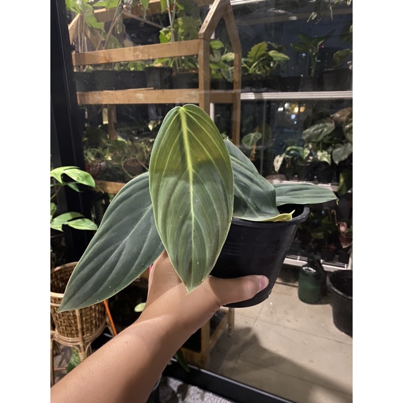 philodendron-gigas-ฟิโลเดนดรอนจีแกส