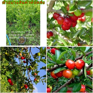 (ขาย ต้นพันธุ์) ต้น ต้นเชอรี่ไทย หรือ อะเซโรล่า เชอรี่ ( Acerola cherry ) ต้นเชอรี่ เชอรี่ fadel