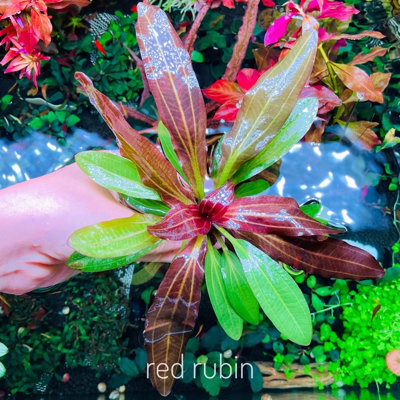 red rubin ต้นไม้น้ำ กลางตู้หลังตู้ | Shopee Thailand