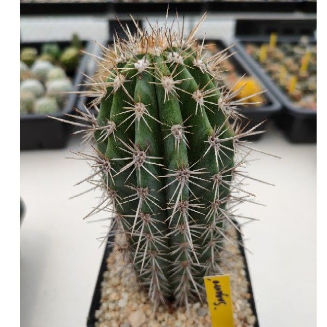 cake-cactus-farm-กระบองเพชร-carnegiea-gigantea-saguaro-ซากัวโร