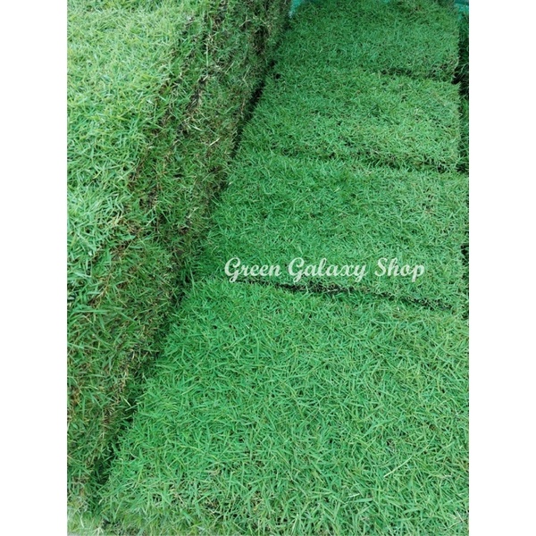 green-galaxy-หญ้านวลน้อย-manila-grass-หญ้าสนาม-50-100cm-หญ้าสด-หญ้าจริงพร้อมปลูกจากไร่