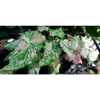 เรืองราหุล บอนสี ราชินีแห่งใบไม้( Caladium)