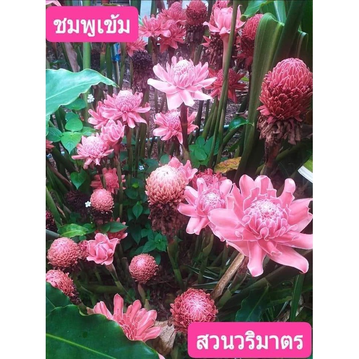 1กอ-ต้น-เหง้า-หน่อ-ดอก-ดาหลา-ต้นดาหลา-สี-แดง-ขาว-ชมพู-torch-ginger-tinutda