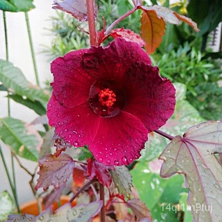 Cranberry Hibiscus, Hibiscus Acetosella, False Roselle ใบชบา Real Live Plant Garden Outdoor Indoor Plant Pokok Hidup男装/芹