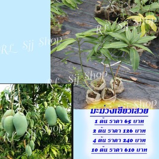 4ต้น ต้นกล้ามะม่วงเขียวเสวยเสียบยอดโตเร็ว ผลดก ปลูกปีกว่าๆ ก็ออก ผลเนื้อแน่น มีความกรอบ มีรสหวานมัน สินค้ามีพร้อมส่ง