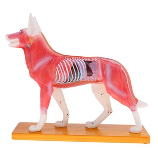 [FINEVIPS] Dog Canine Acupuncture Model Anatomical  Anatomy School Teaching Tool