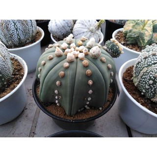 เมล็ดกระบองเพชร  Astrophytum  asterias nudum