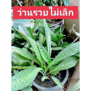 ภาพหน้าปกสินค้าต้นรวยไม่เลิก(หัวละ5บาท)ว่านรวยไม่เลิก/รวยไม่เลิกไม้มงคล/จัดส่งแบบเป็น(หัว)#ต้นรวยไม่เลิก ที่เกี่ยวข้อง