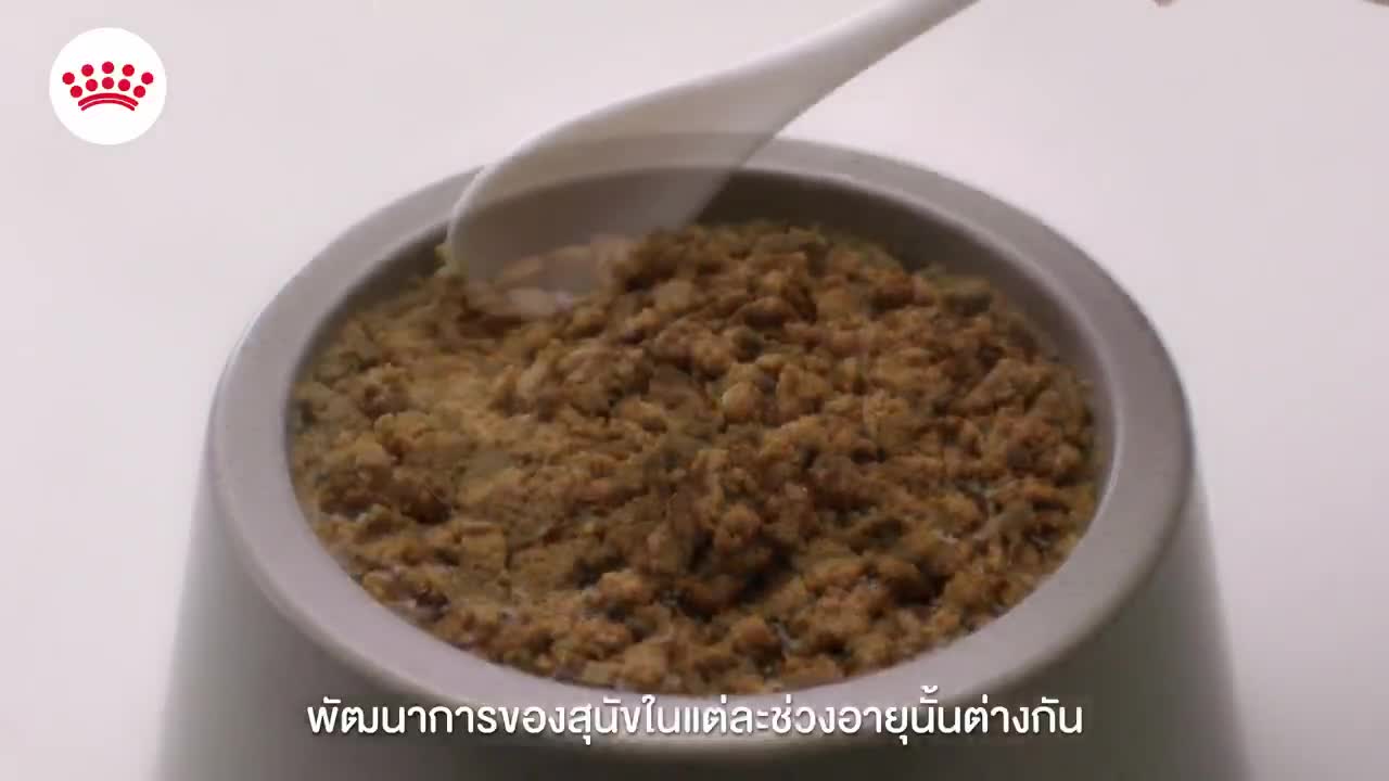 แบ่งขาย-royal-canin-mini-starter-อาหารลูกสุนัขช่วง-3-เดือนแรก