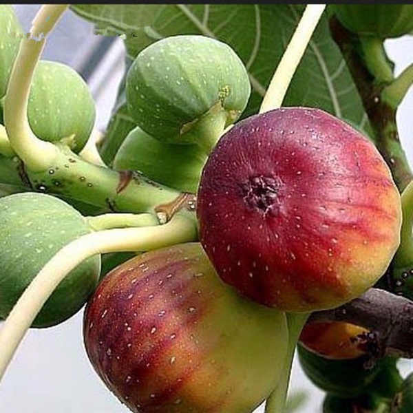 ต้นมะเดื่อฝรั่ง-มะเดื่อ-มะเดื่อฝรั่ง-เมล็ดพันธุ์-figs-seeds-ต้นไม้-ต้นไม้ประดับสด-เมล็ด-นี่มันเมล็ดพืช-ไม่ใช่พืช