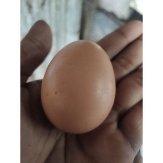 ไข่ไก่มีเชื้อ💯 โรดไอแลนแรด (อเมริกา)ไก่ไข่ใหม่ทุกวัน ชุด6ฟองกับชุด12 ฟอง