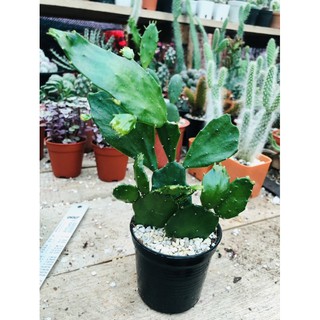 ภาพขนาดย่อของภาพหน้าปกสินค้าโอพันเทีย ใบเสมาบาง (Opuntia Brasiliensis ) จากร้าน 9s.n1_one บน Shopee