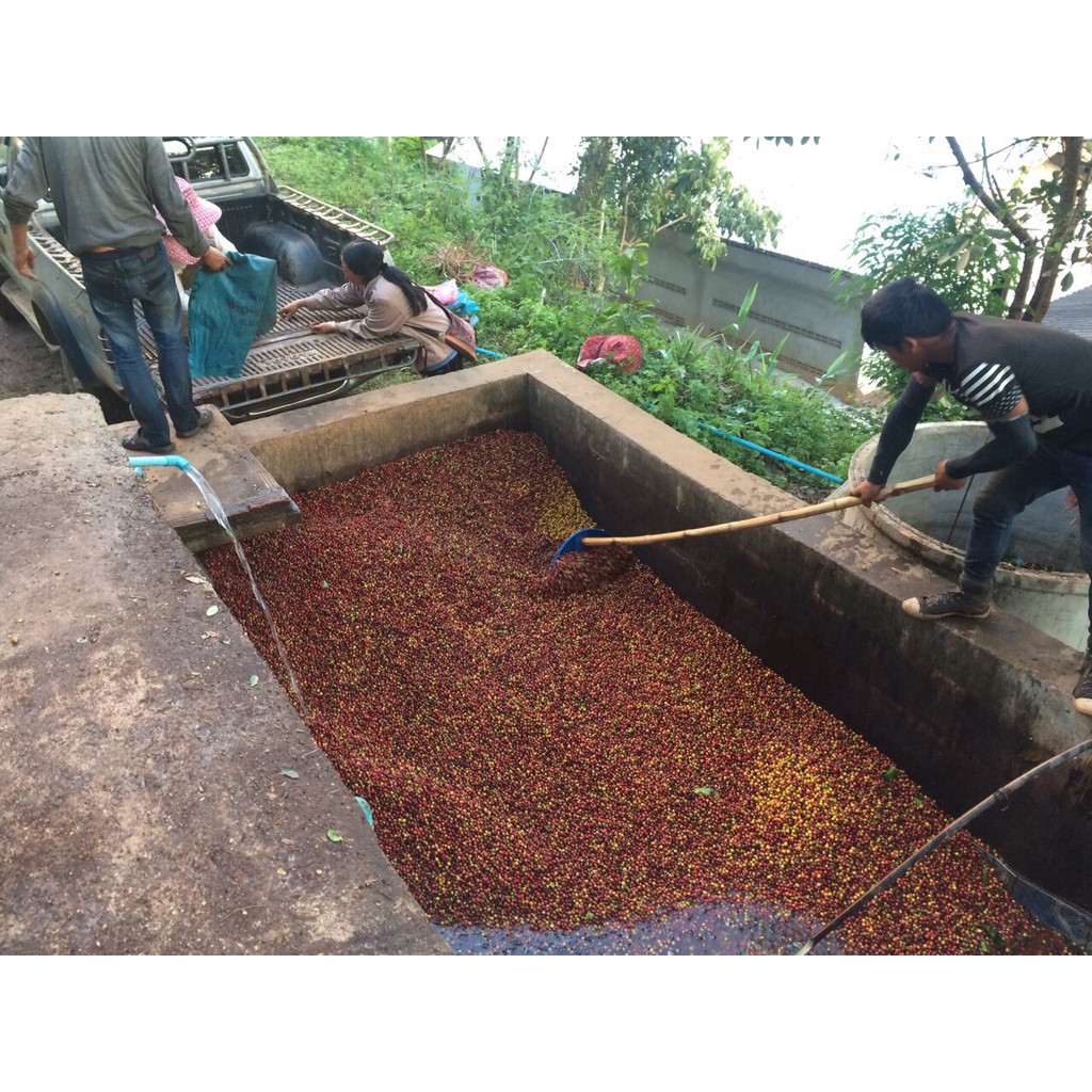 กาแฟคั่วสด-ดอยช้าง-ออร์แกนิค-คั่วเข้มชนิดเม็ด-ส่งตรงจากเกษตรกร-ขนาด-500-g-doichang-organic-coffee-roasted