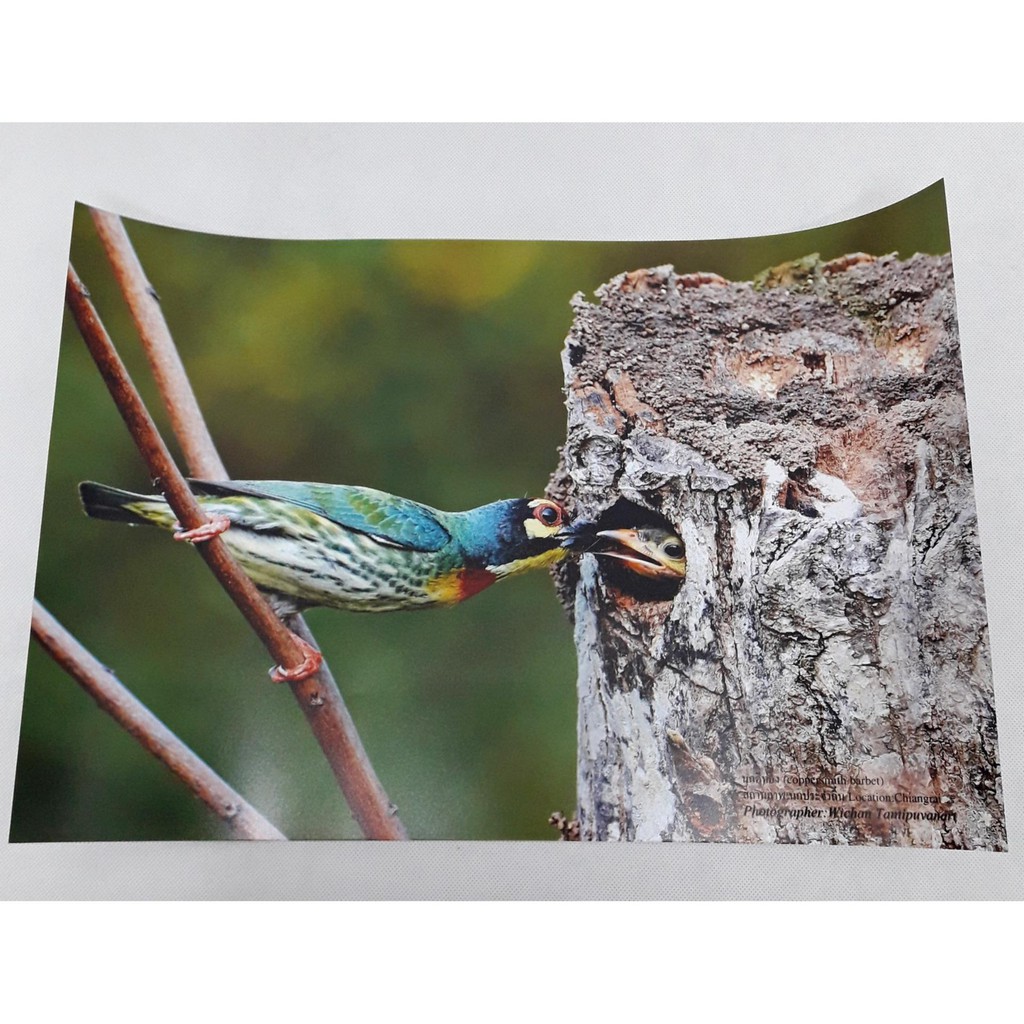 ภาพถ่ายนกตีทอง-coppersmith-barbet-อัดลงบนกระดาษเนื้อดีขนาด12x18นิ้ว