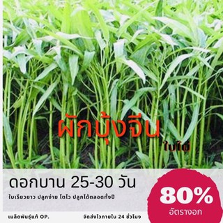 เมล็ดพันธุ์ ผักบุ้งจีน กรัม Water convolvulus ผักบุ้ง ✅ราคาถูก🪴ปลูกง่าย ปลูกไว้ทานกินเอ50 เมล็ด (ไม่ใช่พืชที่มีชีวิต)