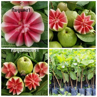 (1ต้น) ต้นฝรั่งกิมจูแดงเบอร์1 หวานกรอบ เมล็ดน้อย เสียบยอด 6-7 เดือนติดผล ฝรั่งกิมจู แดง เบอร์1 Gimju red guava ว้าว shop