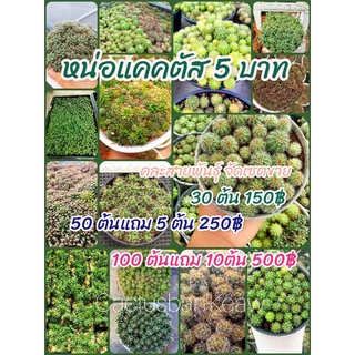 หน่อแคคตัส หน่อกระบองเพชร แคคตัสราคาถูก ต้นละ 5 บาท ต้นกระบองเพชร