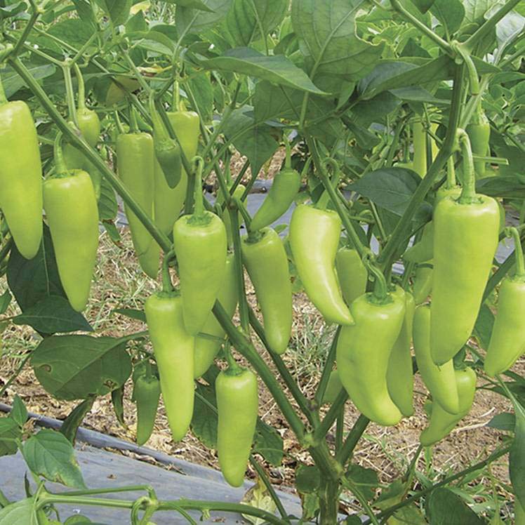 เมล็ดพันธุ์พริก-พันธุ์พริกหยวก