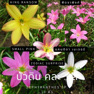 ภาพขนาดย่อของภาพหน้าปกสินค้าบัวดิน คละ5สี หลากหลายสายพันธุ์ 10 หัว จากร้าน bangkokgreen บน Shopee