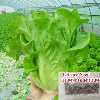 （เมล็ดพันธุ์ ถูก คละ）Lettuce Seeds (100pcs/bag) เมล็ดพันธุ์ผัก ผักสวนครัว Healthy Nutritious สามารถใช้เป็นสลัด ปลูกง่าย-