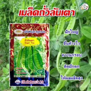 เมล็ดอวบอ้วน100%เมล็ดถั่วลันเตา Sugar Pea เมล็ดพันธุ์ถั่วลันเตา เมล็ดผัก เมล็ดผักสวนครัว เมล็ดพันธุ์ผัก ตราภูเขาทองเมล็ด