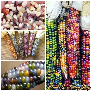 （เมล็ดพันธุ์ ถูก คละ）เมล็ดพันธุ์ข้าวโพดอัญมณี บอนสี Glass Gem Corn Seeds พันธุ์ไม้ผล เมล็ดพันธุ์ผัก เมล็ดพันธุ์แท MHIO