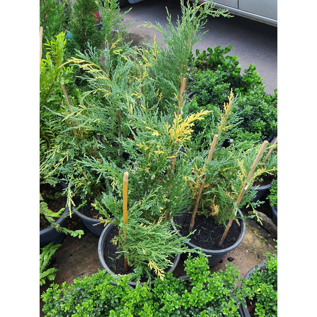 ต้นสนแซมทอง-juniperus-chinensisl-stricta-variegata-สูง-60-70ซม-ในกระถาง10นิ้วปลูกเป็นไม้ประดับ-หรือปลูกเป็นแนวรั้ว