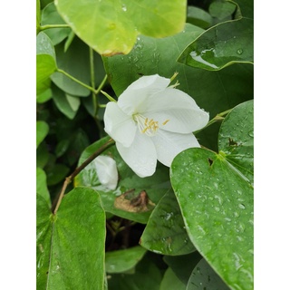 Bauhinia Tomen Tosa ต้น กาหลงสีขาว ไม้มงคล ปลูกแล้วรวย ดอกหอมอ่อนๆ ต้นสูง 90ซม. จัดส่งพร้อมกระถาง10นิ้ว