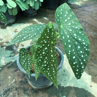 บีโกเนีย 🌿 begonia maculata [กระถาง 8 นิ้ว]