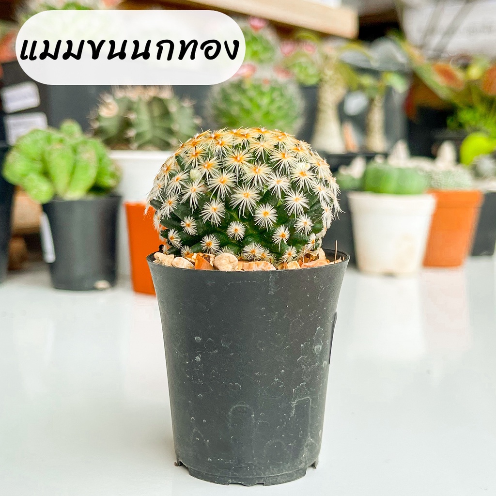 กระบองเพชร-แคคตัส-cactus-แมมขนนกทอง